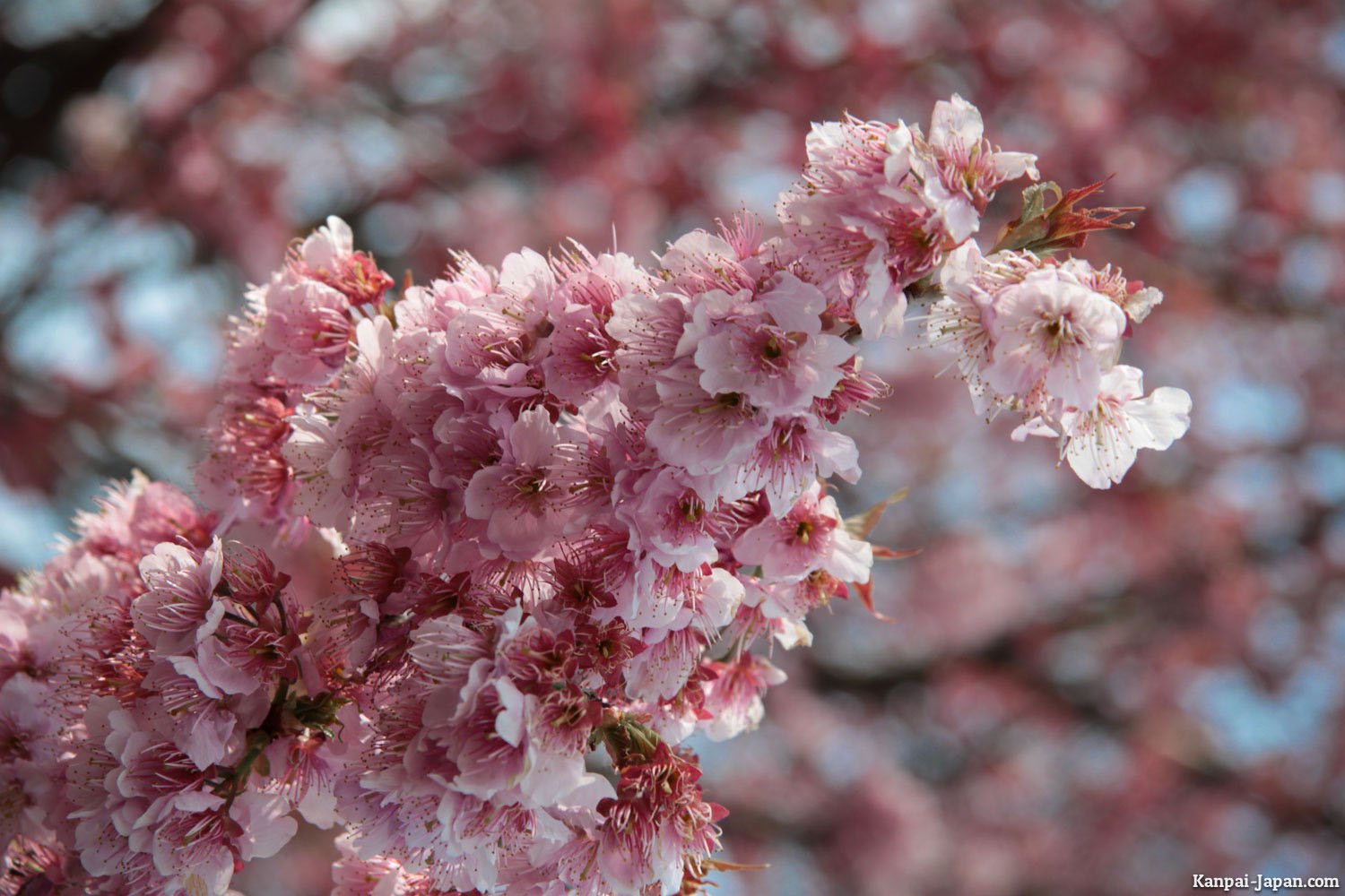 🔭 하나구리 해협 전망대 (하나구리세토 덴보우다이) 이미지 4